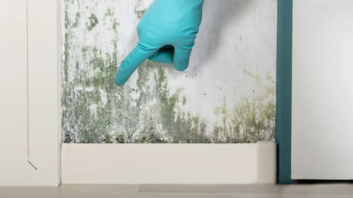 How to Remove Mould with Wesol Food Grade Hydrogen Peroxide 7.6%